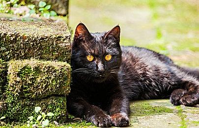 《地平线：零之曙光》PC版新补丁制作由Nixxes负责